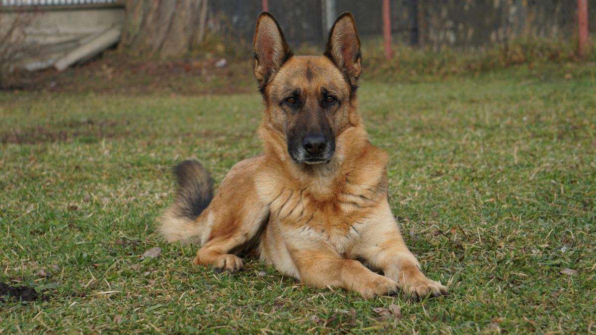 Adopt a German Shepherd, It Will Be Fun: She Listened to Advice and Shared the Consequences