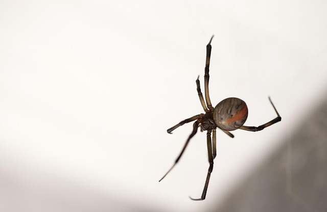 Redback Spider
