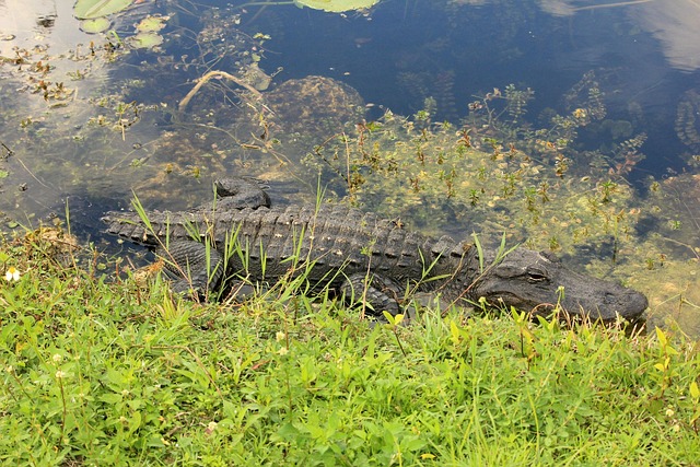 Everglades National Park Ecosystem Airboat Tours Kayaking Florida Panther American Crocodile