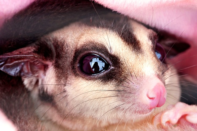Sugar Glider Pet Care
