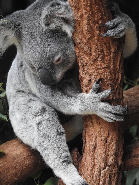 Cute Koala Dangerous Claws Biting