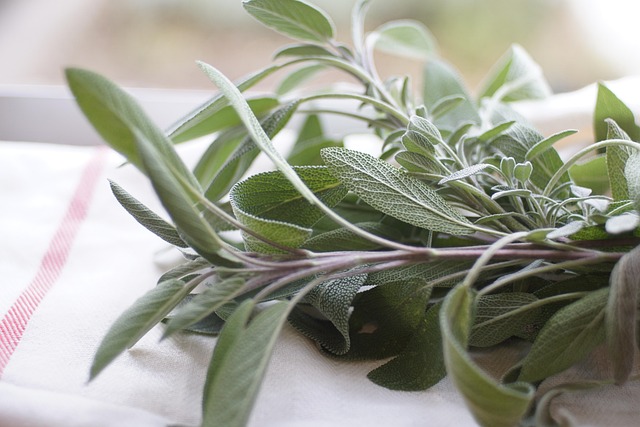 Sage Herb Fresh Culinary Memory Focus