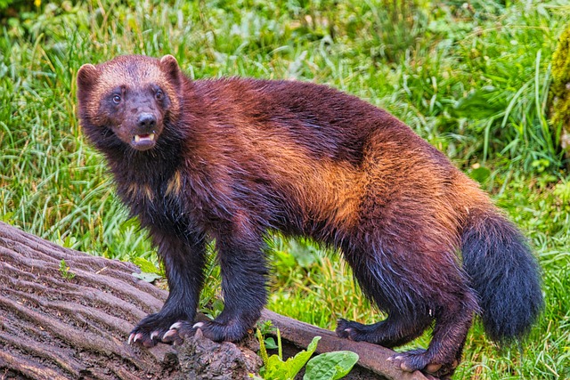 Wolverine Animal Fierce Nature