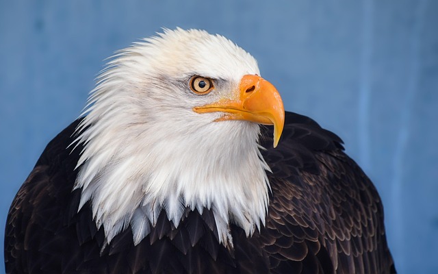 Bald Eagle Mating Pair Aerial Display Nesting Site