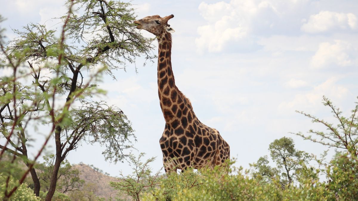 Sorry We Have to Tell You This but Giraffes Have Nowhere to Hide During a Storm