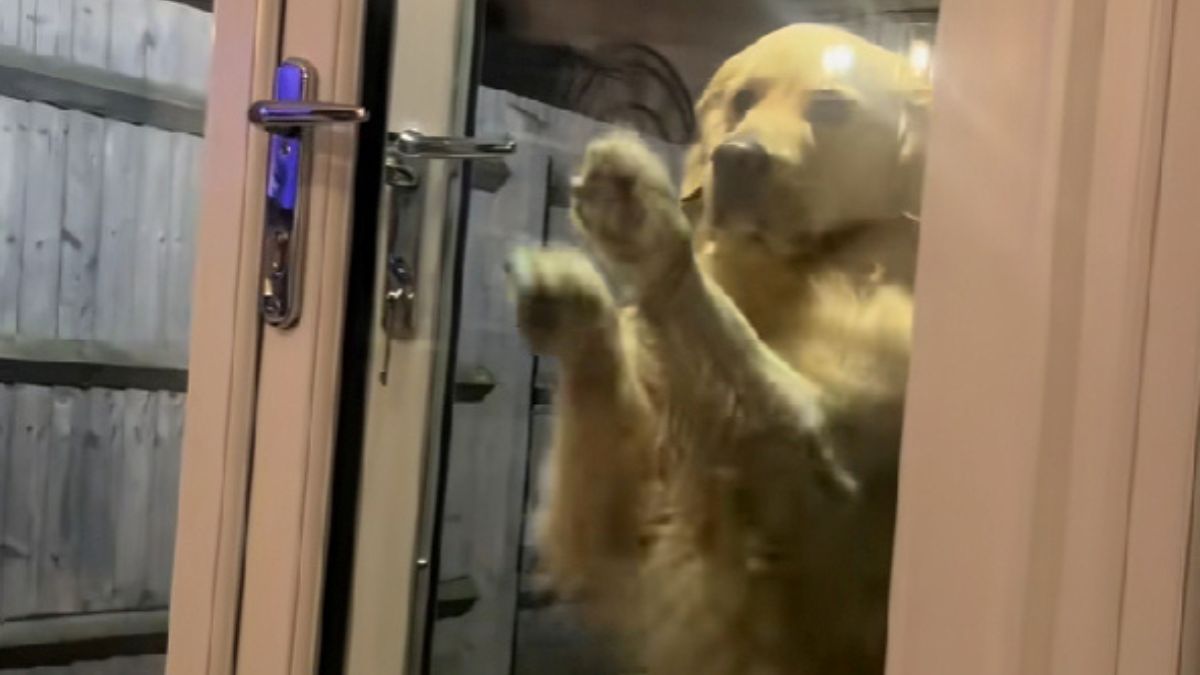 Golden Retriever’s Stubborn Door Struggle Goes Viral on TikTok: “Like People on Sunday When the Store Is Closed”