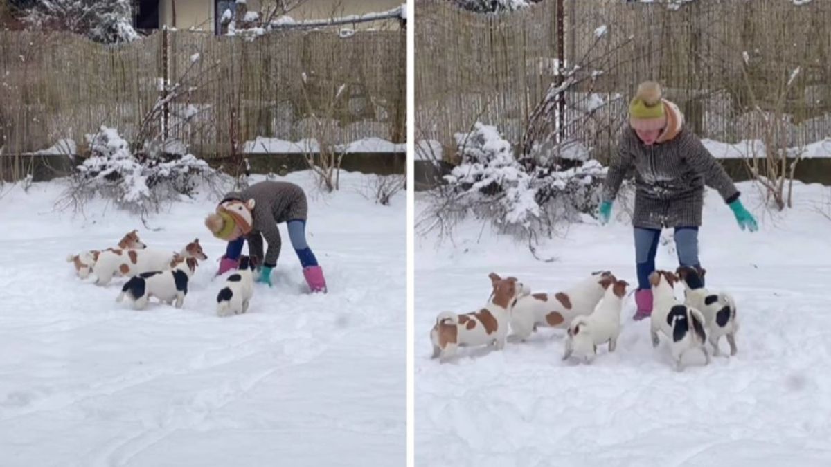 Owner Tried to Build a Snowman but Her 5 Dogs Had Other Plans