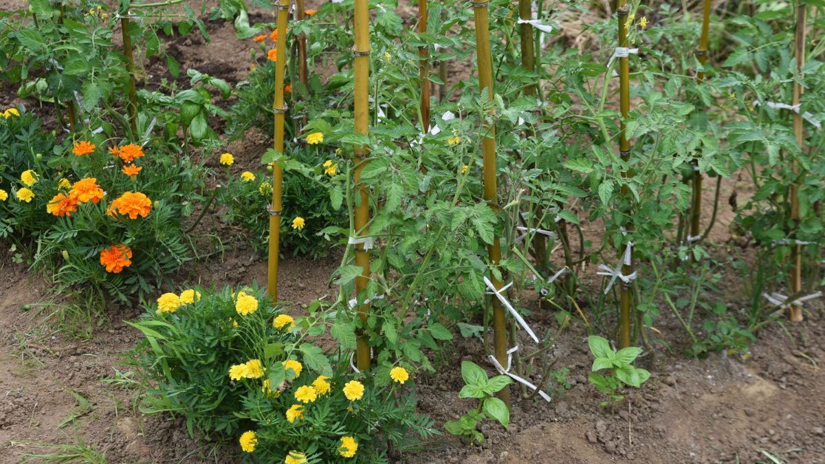 Common Gardening Mistakes That Are Killing Your Plants