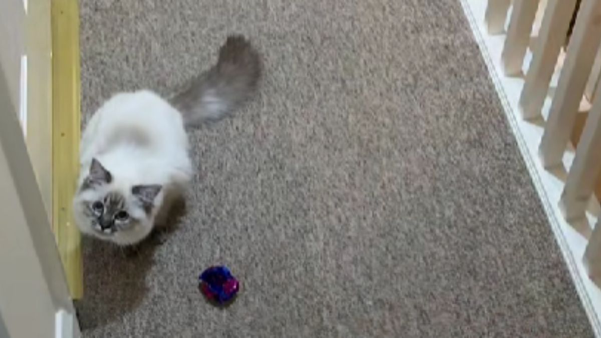 Girl Who Works From Home Shows Why She Cannot Concentrate