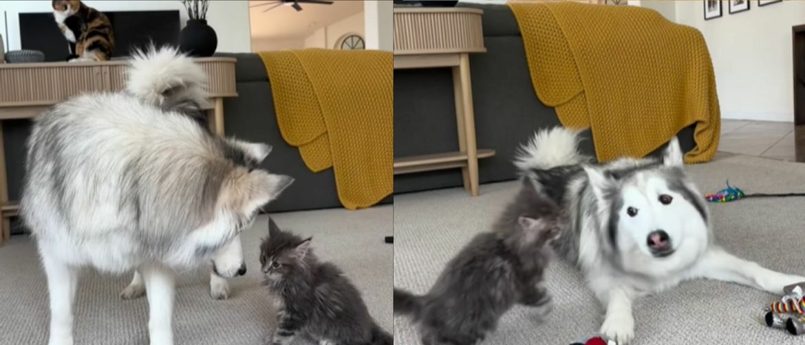 A Giant Husky Has Delighted Social Media with His Tenderness as Viewers Watch the Gentle Giant in Action