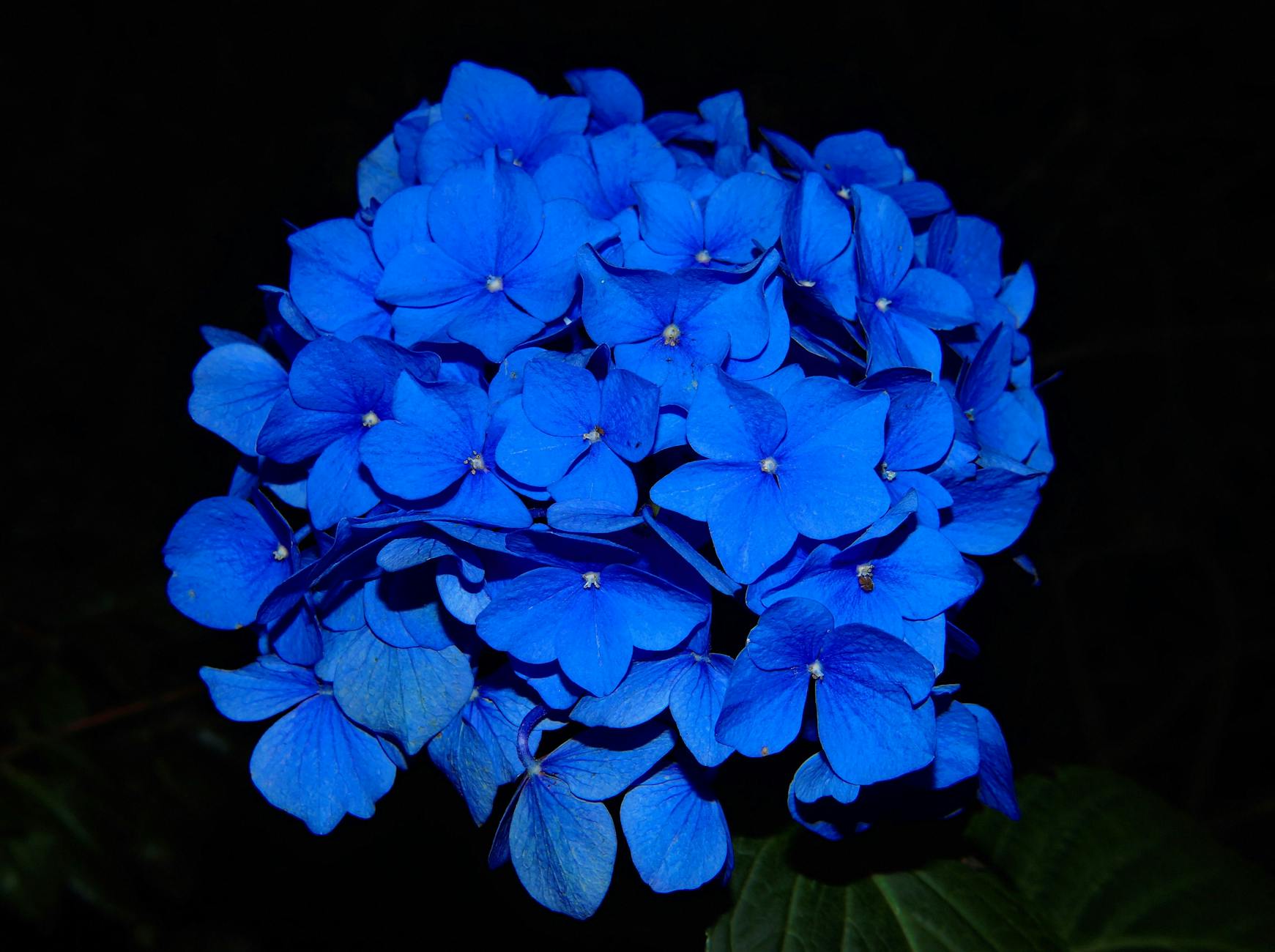 Blue Flowers