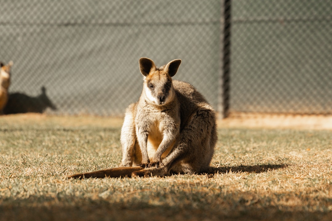 Wallaby Pet Care Outdoor Habitat