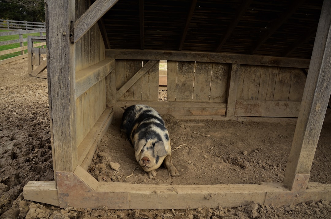 Pot-bellied Pig Pet House Trained