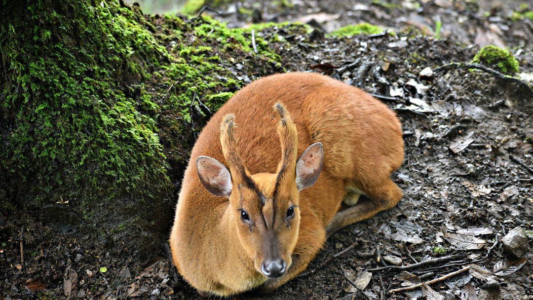 Muntjac Deer Exotic Pet