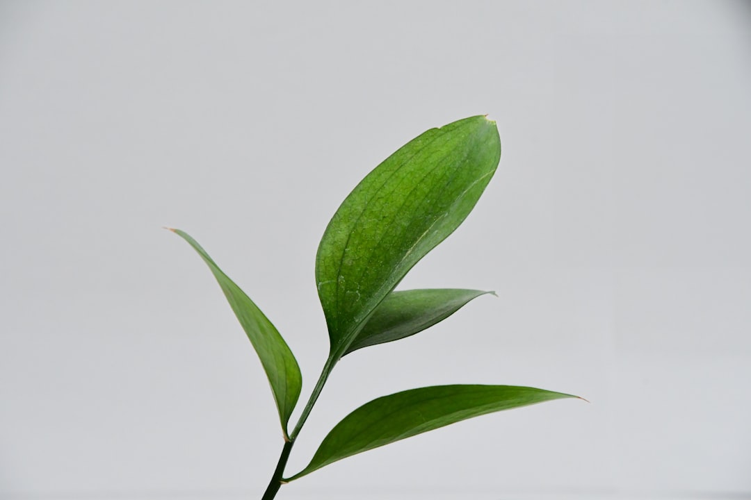 Chinese Evergreen Plant Low Light Air Purifying