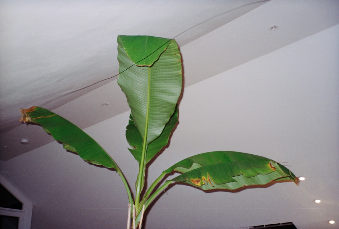 Rubber Tree Indoor Plant Air Purification
