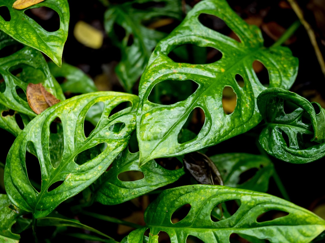 Swiss Cheese Plant Indoor