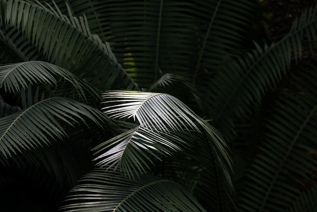 Parlor Palm Indoor Plant