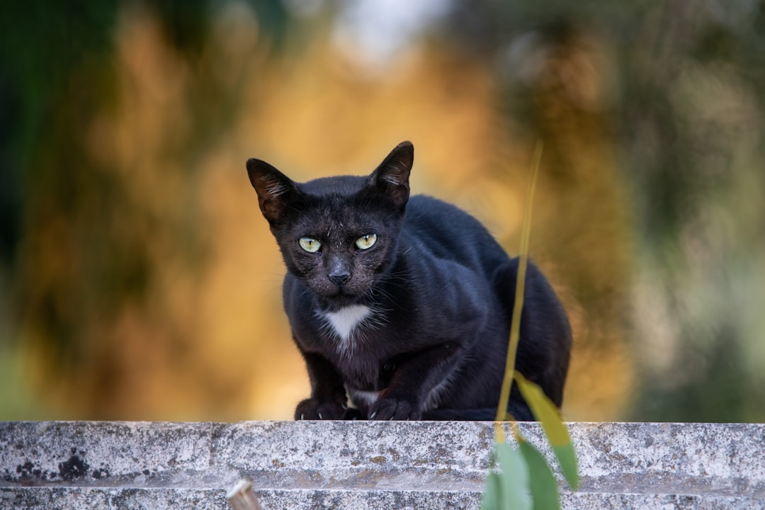 Bombay Cat Breed Black Panther Lookalike