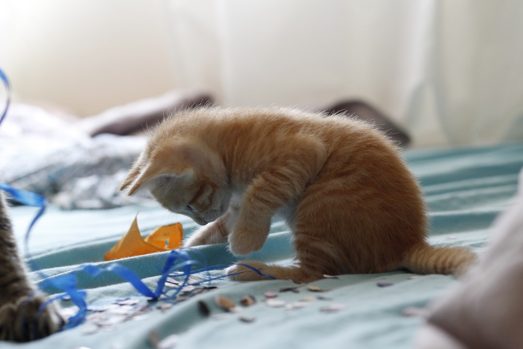 European Shorthair Cat Playing With Toys