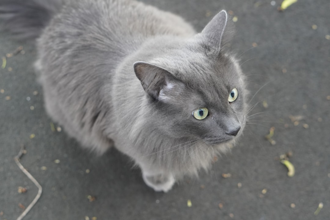 Nebelung Cat Breed