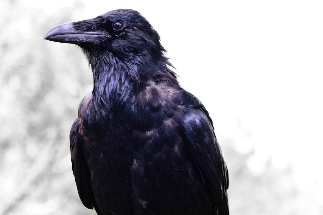 Intelligent Raven Corvid Family Problem Solving Tool Use