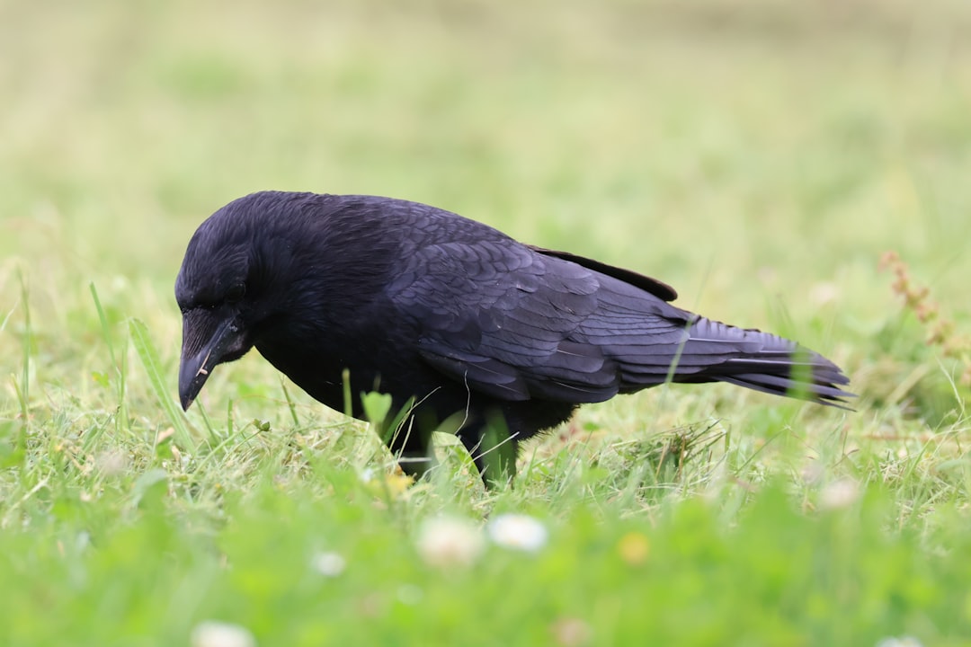 New Caledonian Crow Tool Making Intelligence
