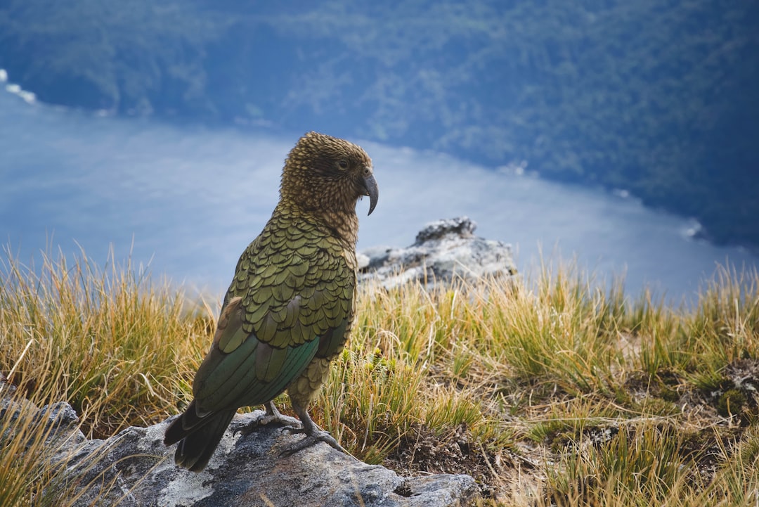 Kea Mountain Parrot New Zealand Curiosity Problem-solving Intelligence Tools