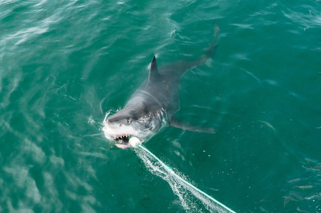Cage Diving With Great White Sharks Gansbaai South Africa