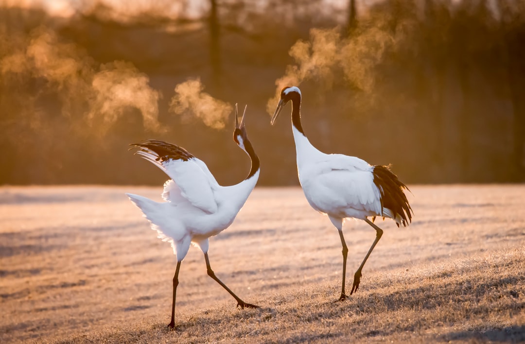 Sandhill Crane Mating Dance Synchronized Calling