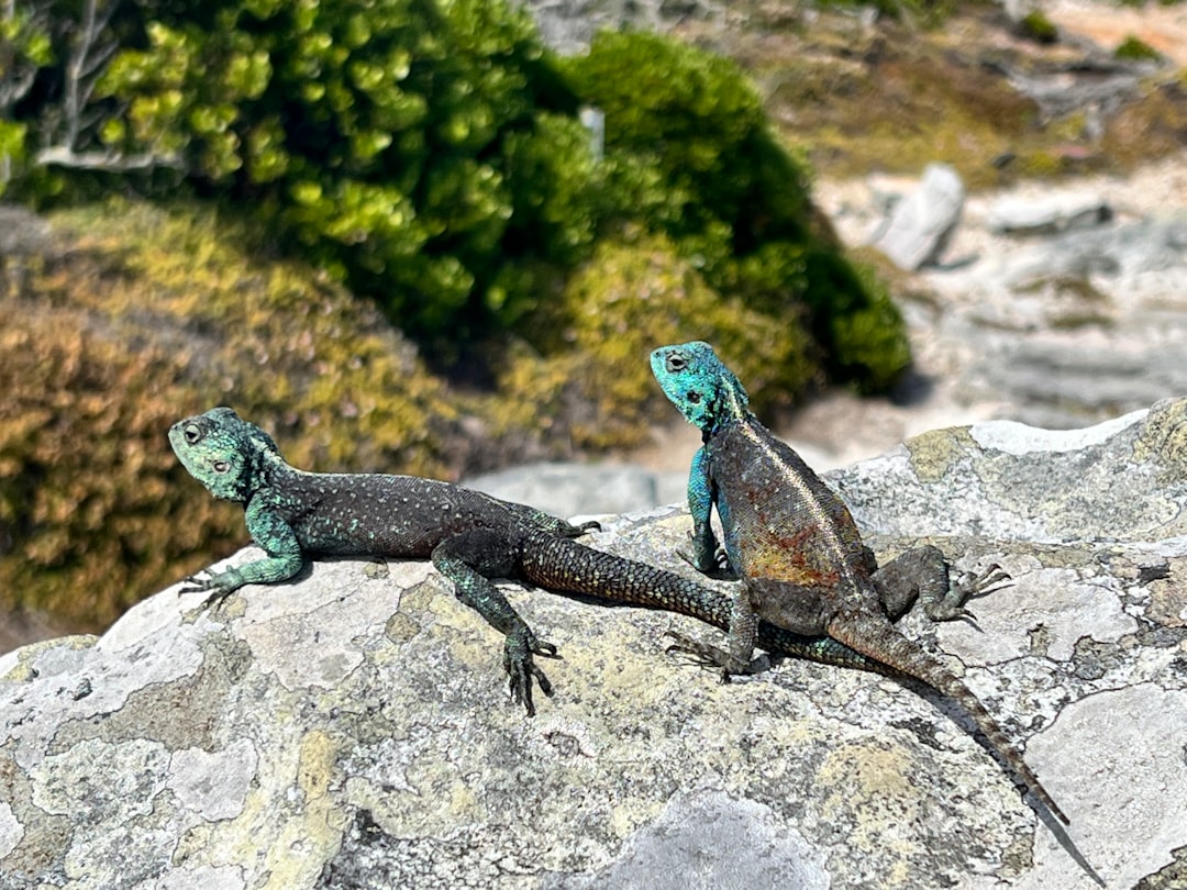 Shingleback Lizard Mating Pair