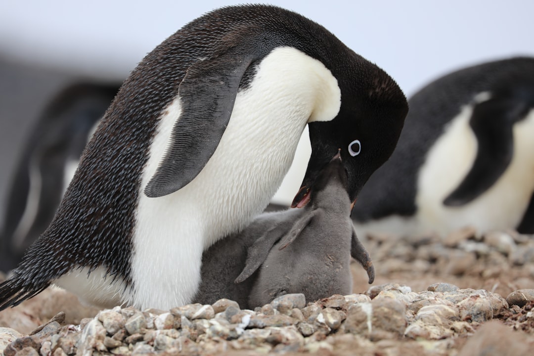 Gentoo Penguin Mating Behavior Nest Building