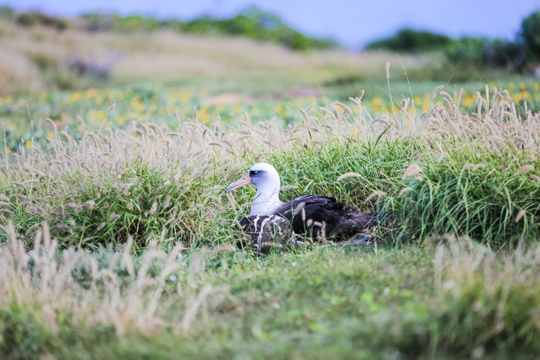Laysan Albatross Mating Pair Ocean Flight
