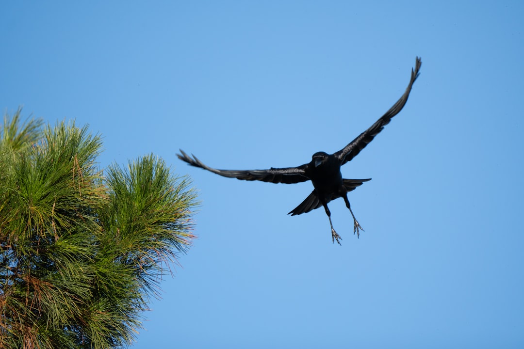 California Condor Mating Pair Bond Grooming Synchronized Flying