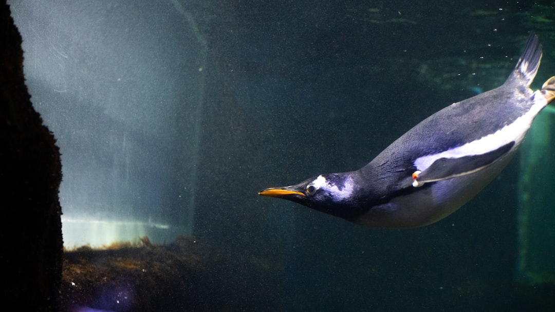 Emperor Penguin Mating For Life