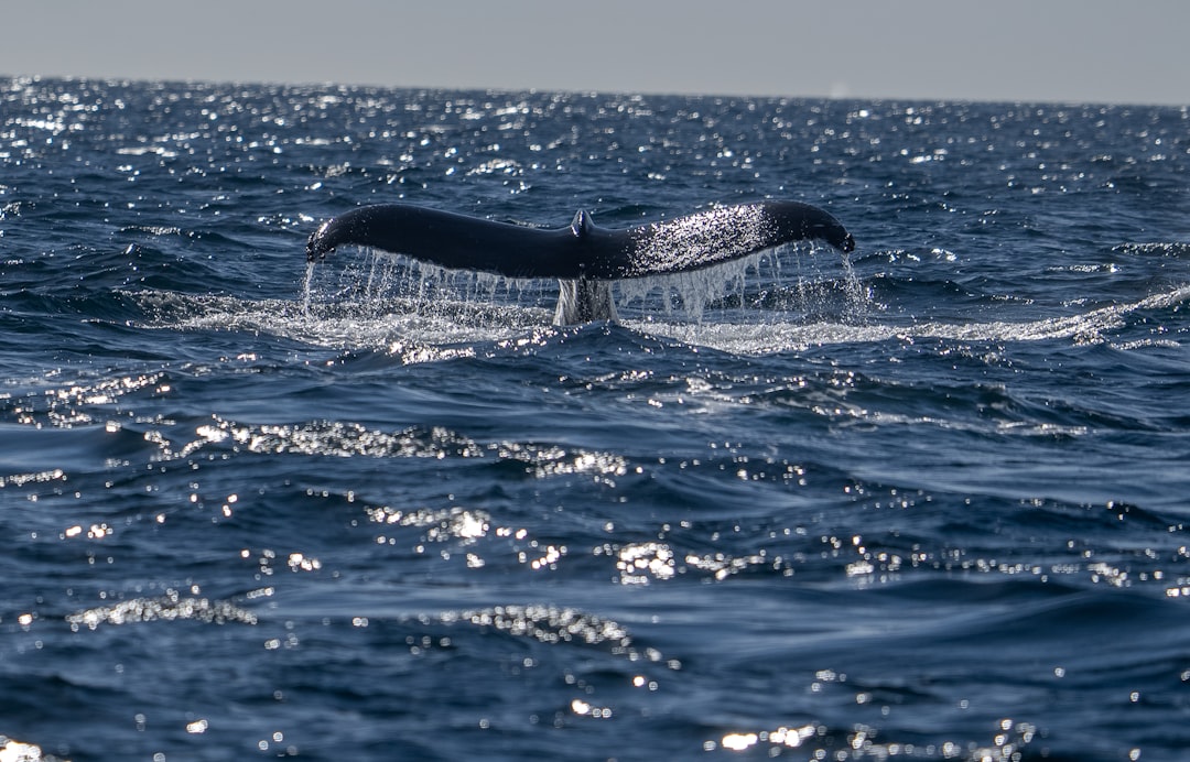 Southern Right Whale Mating For Life