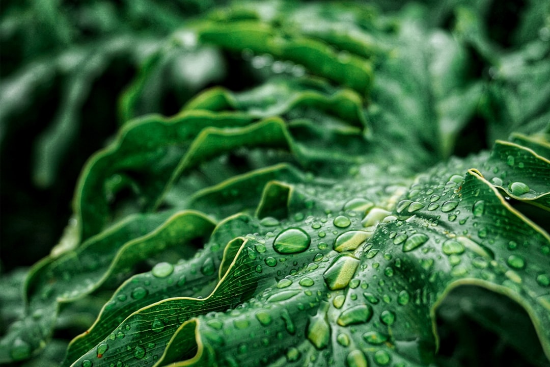 Spinach Superfood Immune System