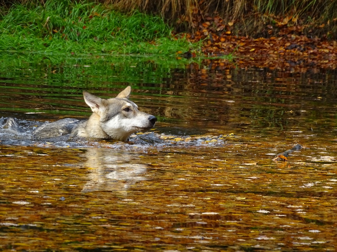 Wolves Swimming In Water