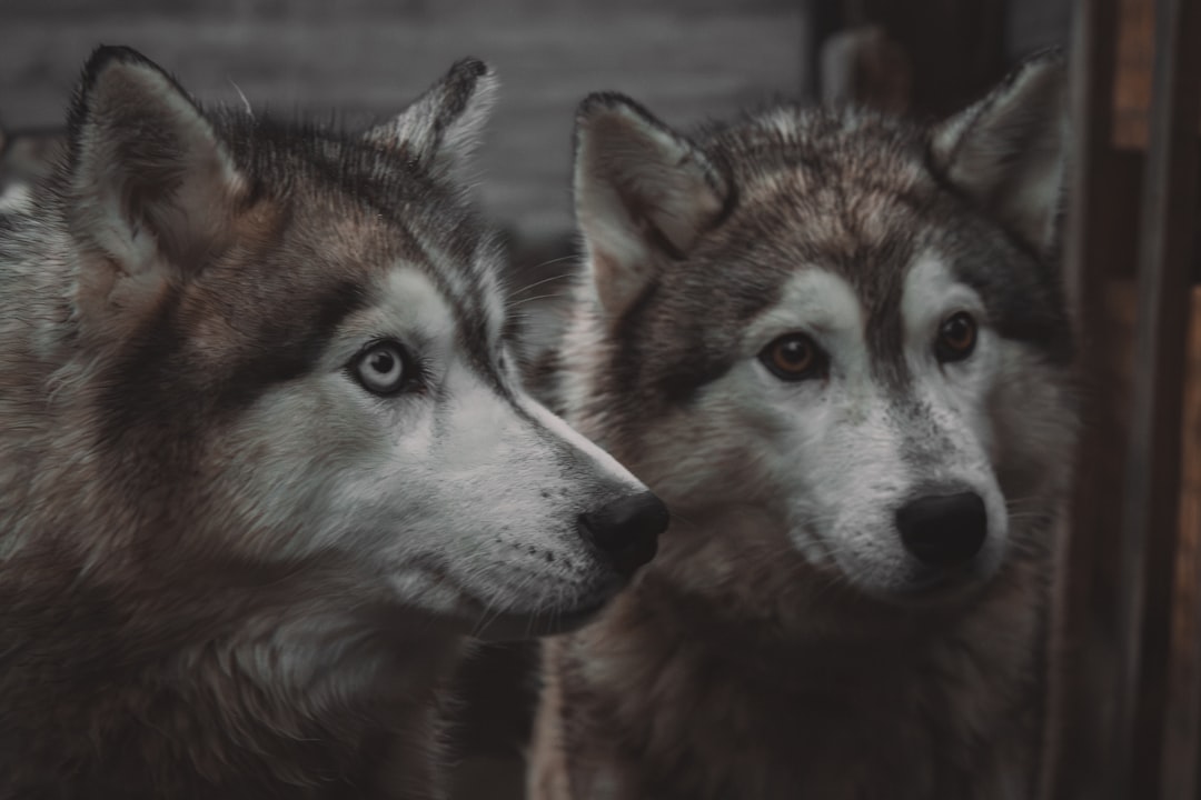 Wolves Genetic Diversity