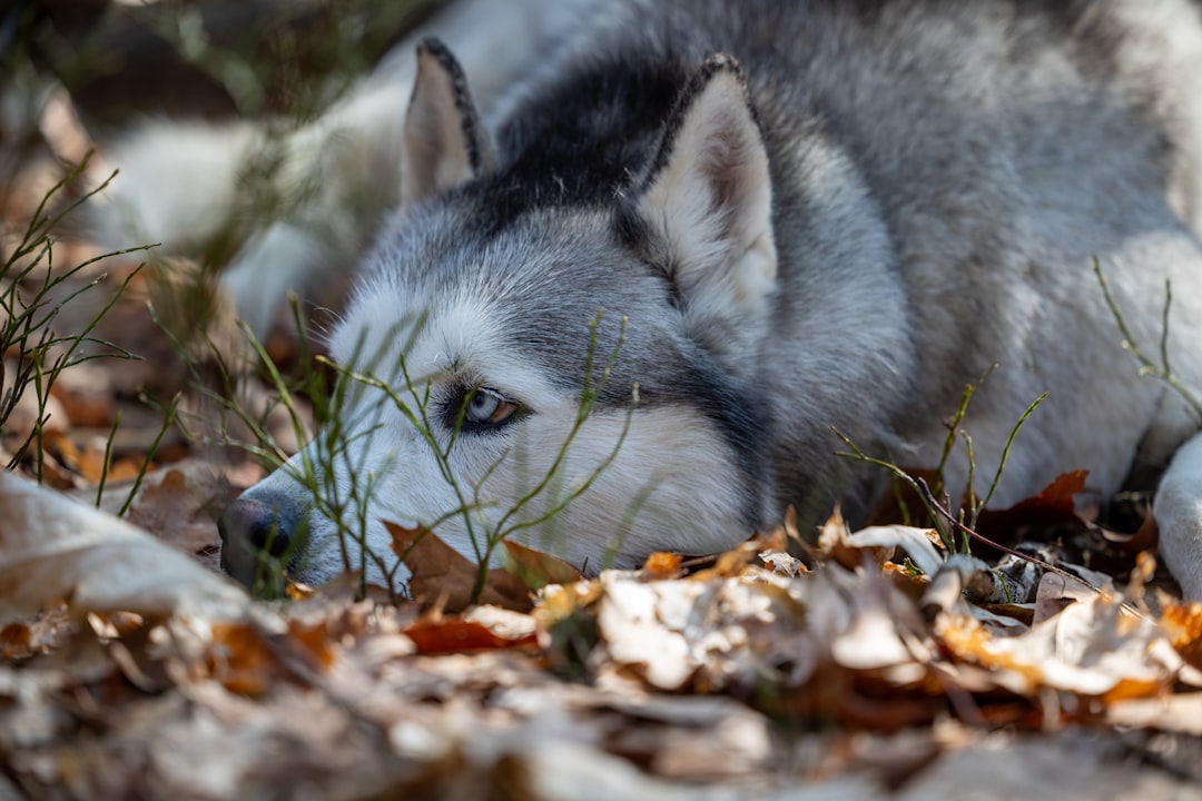 Wolves Population Density Food Scarcity Territory Dispersal
