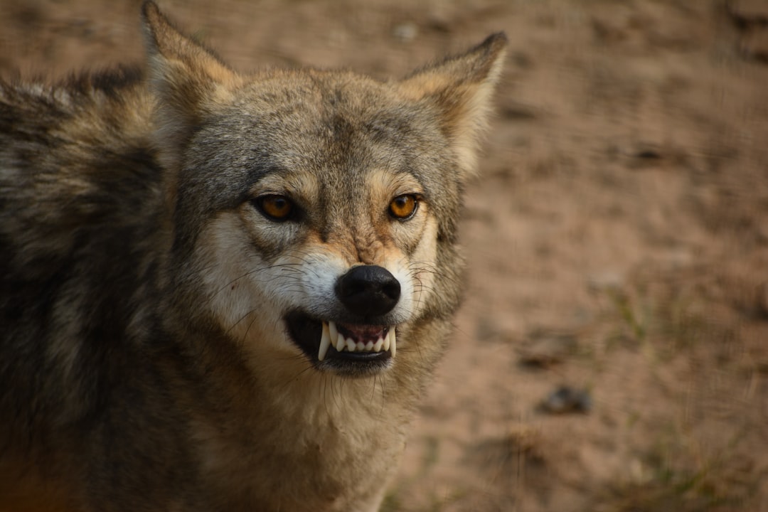 Wolves Non-verbal Communication Ear Movements Facial Expressions