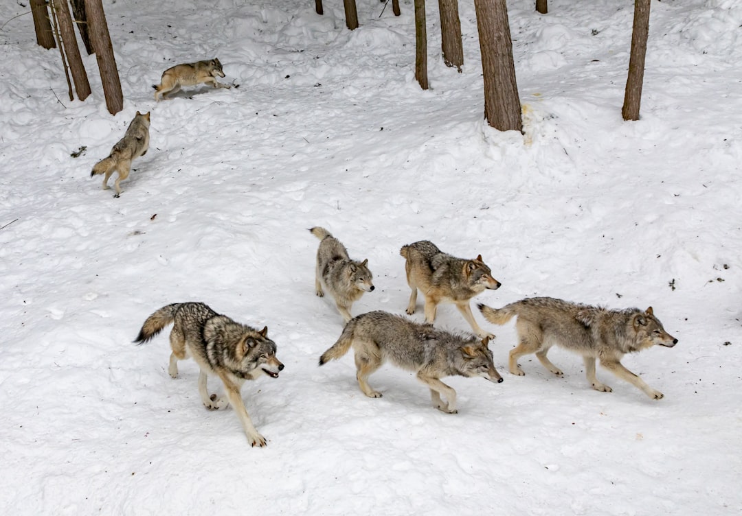 Wolves Dispersal Instinct Young Wolves Territory Migration