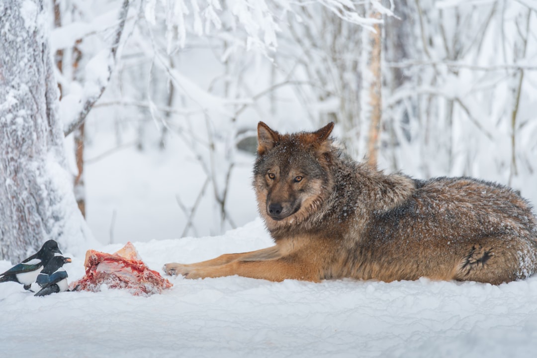 Wolves Scavenging On Carcasses In Winter