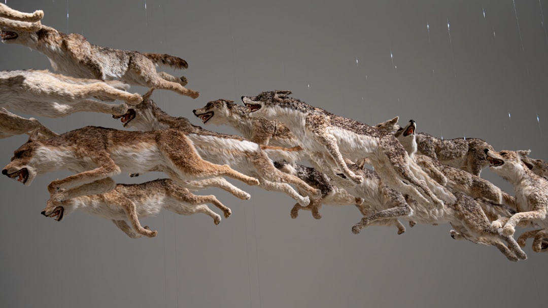 Wolves Howling In A Pack