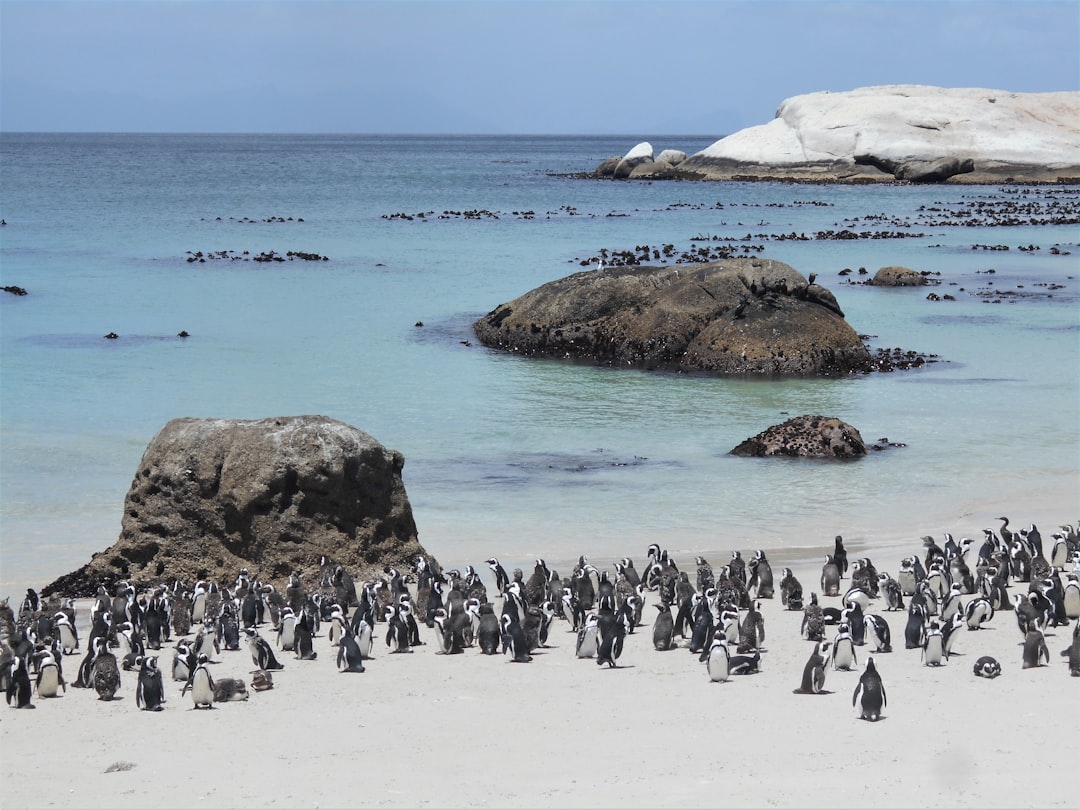 Cape Town Honeymoon Destinations Mountain Ocean Vineyards Penguins