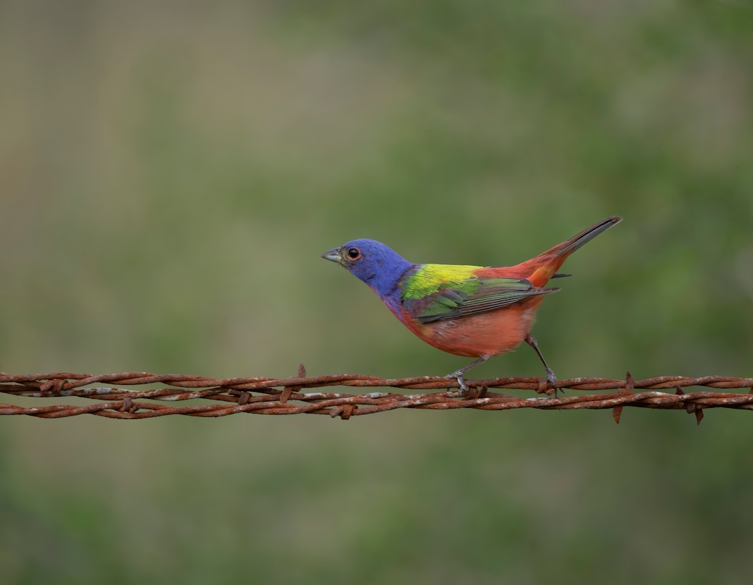 Painted Bunting Colorful Bird