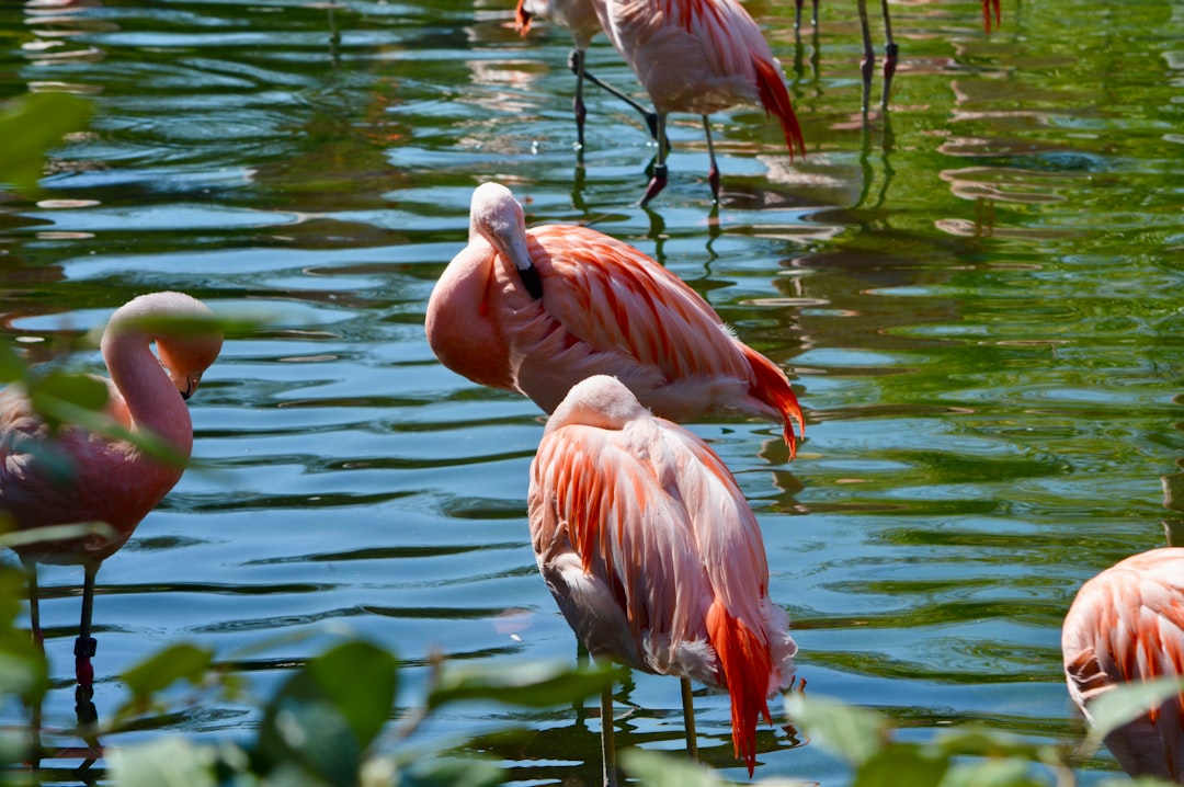 Flamingo Colorful Birds Pink Plumage