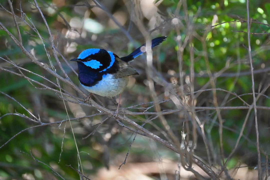 Male Splendid Fairywren Blue Plumage Australia