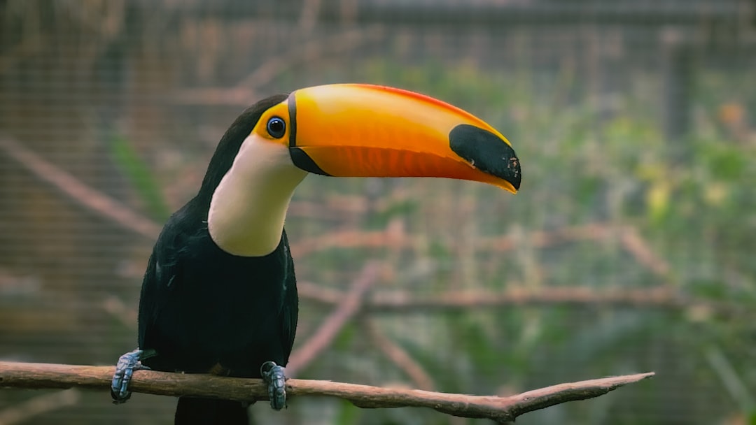 Toco Toucan Colorful Bird