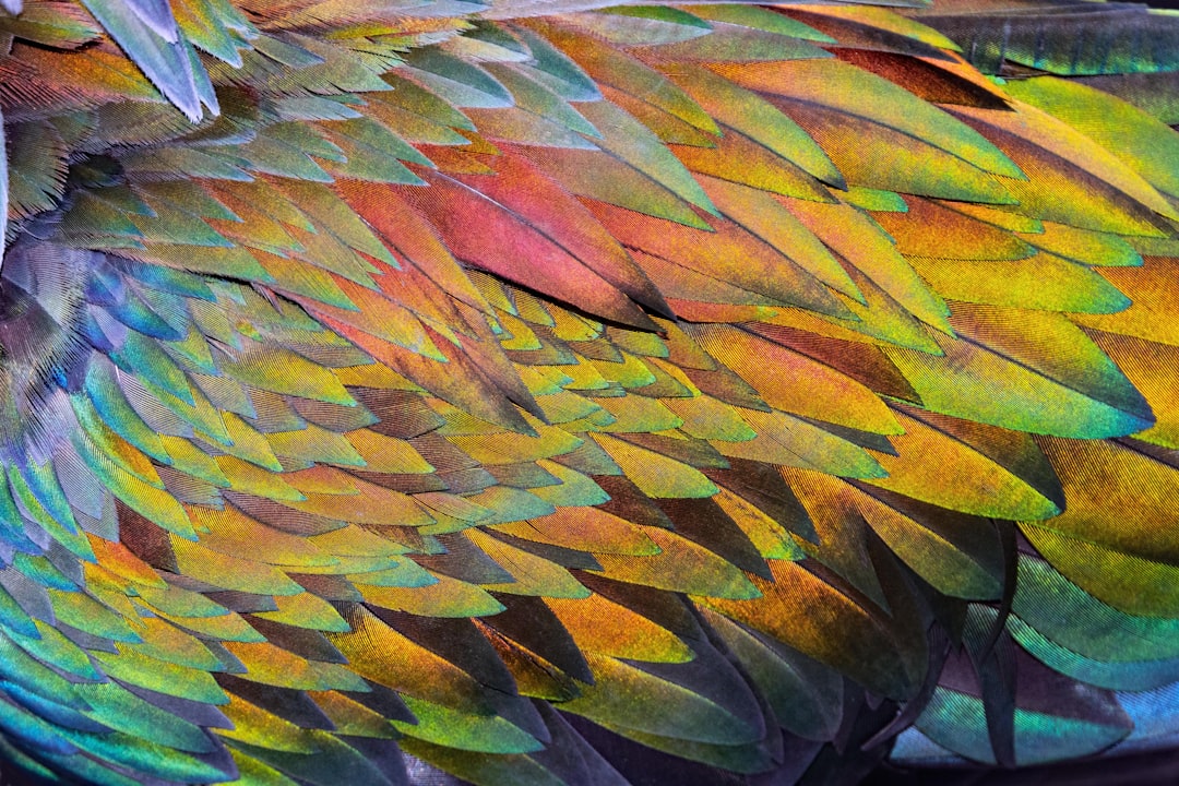 Hoopoe Bird Colorful Feathers